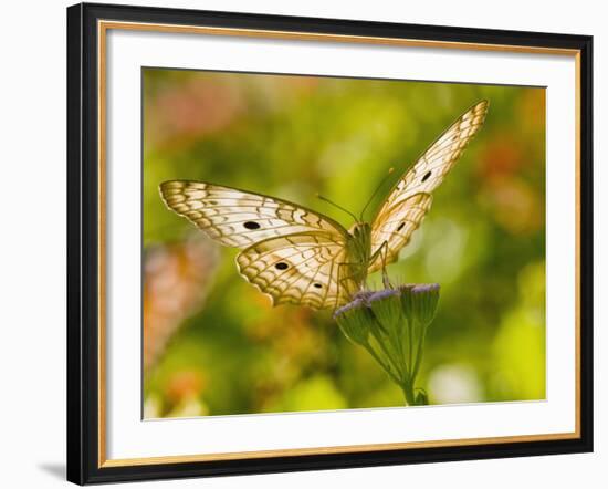 White Peacock Butterfly, Texas, USA-Larry Ditto-Framed Photographic Print