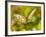 White Peacock Butterfly, Texas, USA-Larry Ditto-Framed Photographic Print