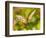 White Peacock Butterfly, Texas, USA-Larry Ditto-Framed Photographic Print