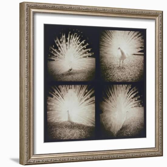 White Peacock Four times-Theo Westenberger-Framed Photographic Print