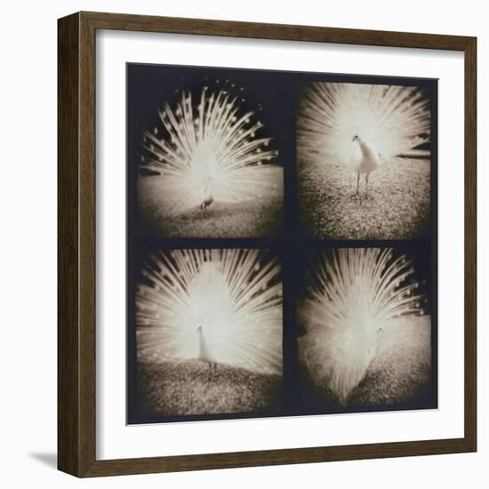 White Peacock Four times-Theo Westenberger-Framed Photographic Print