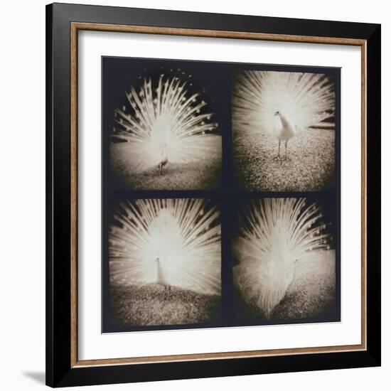 White Peacock Four times-Theo Westenberger-Framed Photographic Print