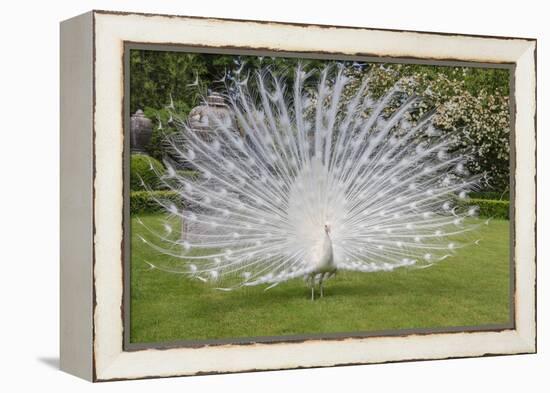 White Peacock. Palazzo Italian Garden Isola Bella. Borromean Islands. Lago Maggiore. Italy-Tom Norring-Framed Premier Image Canvas