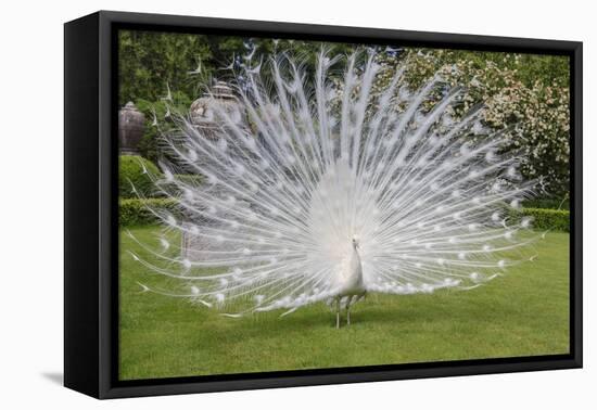 White Peacock. Palazzo Italian Garden Isola Bella. Borromean Islands. Lago Maggiore. Italy-Tom Norring-Framed Premier Image Canvas