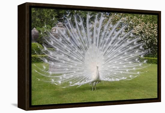 White Peacock. Palazzo Italian Garden Isola Bella. Borromean Islands. Lago Maggiore. Italy-Tom Norring-Framed Premier Image Canvas