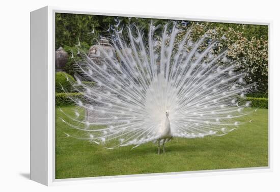 White Peacock. Palazzo Italian Garden Isola Bella. Borromean Islands. Lago Maggiore. Italy-Tom Norring-Framed Premier Image Canvas