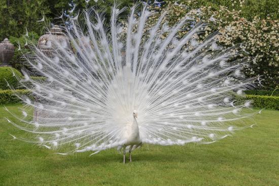 White Peacock Palazzo Italian Garden Isola Bella Borromean Islands Lago Maggiore Italy Photographic Print Tom Norring Art Com