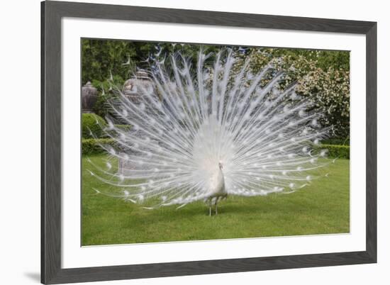 White Peacock. Palazzo Italian Garden Isola Bella. Borromean Islands. Lago Maggiore. Italy-Tom Norring-Framed Photographic Print