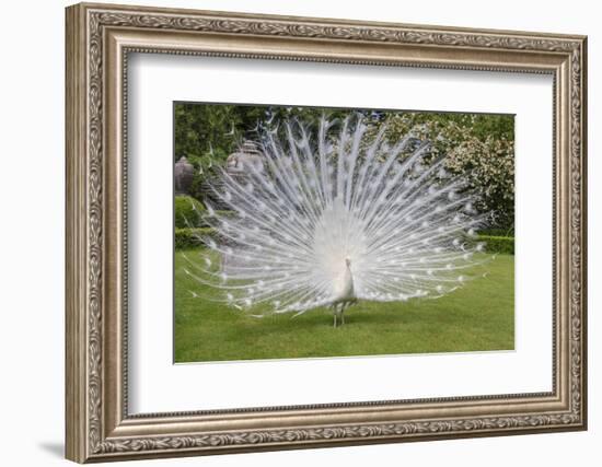 White Peacock. Palazzo Italian Garden Isola Bella. Borromean Islands. Lago Maggiore. Italy-Tom Norring-Framed Photographic Print