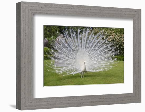 White Peacock. Palazzo Italian Garden Isola Bella. Borromean Islands. Lago Maggiore. Italy-Tom Norring-Framed Photographic Print