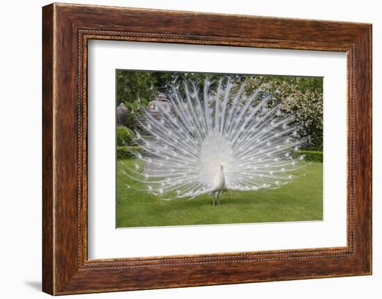 White Peacock. Palazzo Italian Garden Isola Bella. Borromean Islands. Lago Maggiore. Italy-Tom Norring-Framed Photographic Print