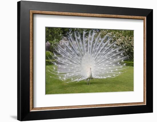 White Peacock. Palazzo Italian Garden Isola Bella. Borromean Islands. Lago Maggiore. Italy-Tom Norring-Framed Photographic Print