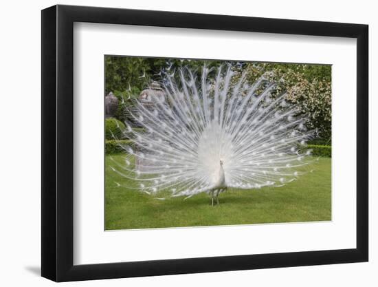 White Peacock. Palazzo Italian Garden Isola Bella. Borromean Islands. Lago Maggiore. Italy-Tom Norring-Framed Photographic Print