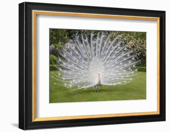 White Peacock. Palazzo Italian Garden Isola Bella. Borromean Islands. Lago Maggiore. Italy-Tom Norring-Framed Photographic Print