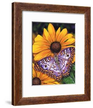 White Peacock-Marilyn Barkhouse-Framed Art Print