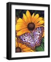 White Peacock-Marilyn Barkhouse-Framed Art Print