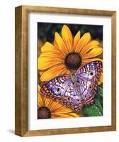 White Peacock-Marilyn Barkhouse-Framed Art Print