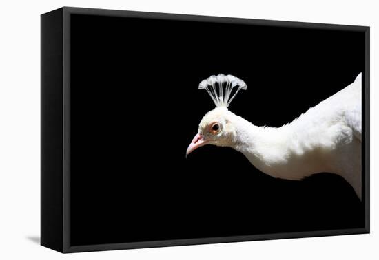 White Peacock-SNEHITDESIGN-Framed Premier Image Canvas