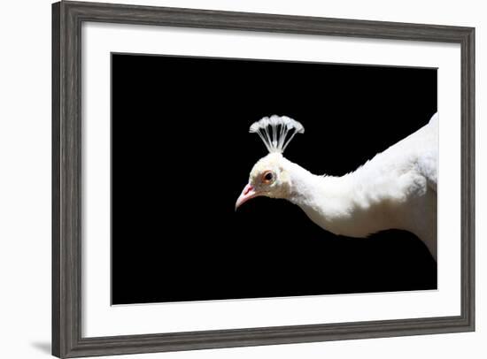 White Peacock-SNEHITDESIGN-Framed Photographic Print