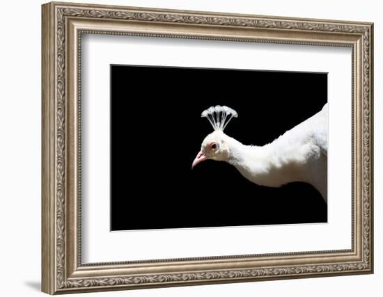 White Peacock-SNEHITDESIGN-Framed Photographic Print