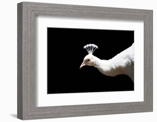 White Peacock-SNEHITDESIGN-Framed Photographic Print