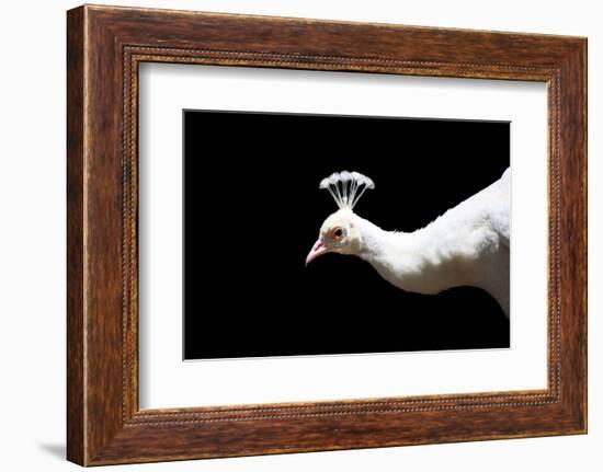 White Peacock-SNEHITDESIGN-Framed Photographic Print