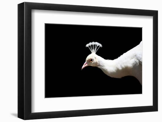White Peacock-SNEHITDESIGN-Framed Photographic Print