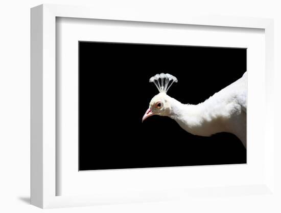 White Peacock-SNEHITDESIGN-Framed Photographic Print