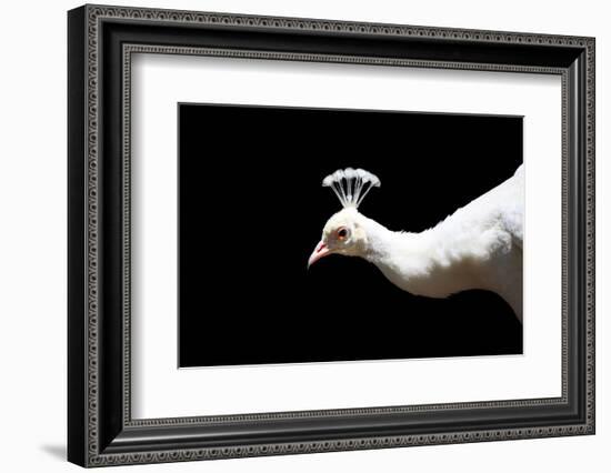 White Peacock-SNEHITDESIGN-Framed Photographic Print