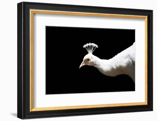 White Peacock-SNEHITDESIGN-Framed Photographic Print