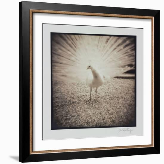 White Peacock-Theo Westenberger-Framed Photographic Print