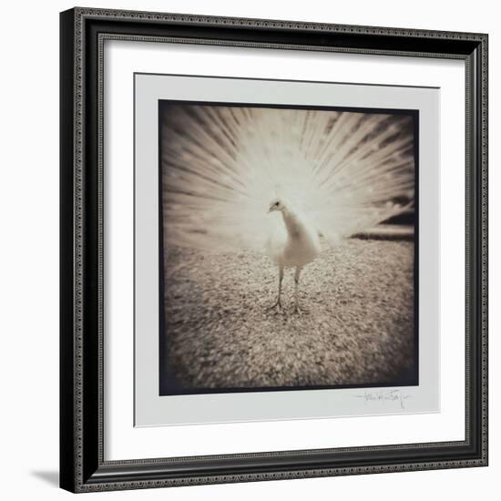 White Peacock-Theo Westenberger-Framed Photographic Print