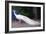 White Peacock-Helen White-Framed Giclee Print