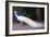 White Peacock-Helen White-Framed Giclee Print