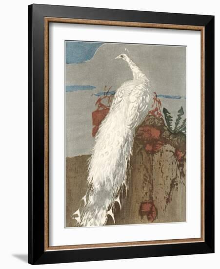 White Peacock-null-Framed Art Print