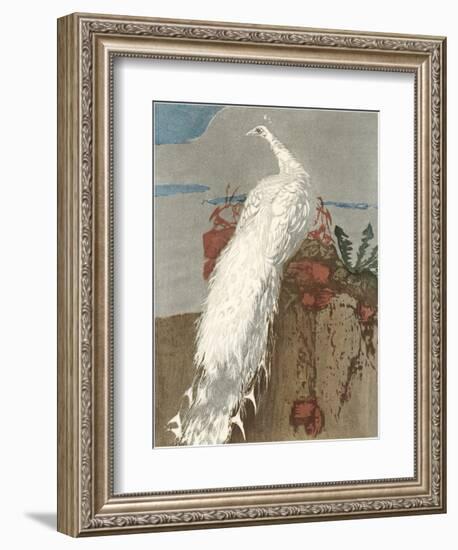 White Peacock-null-Framed Art Print