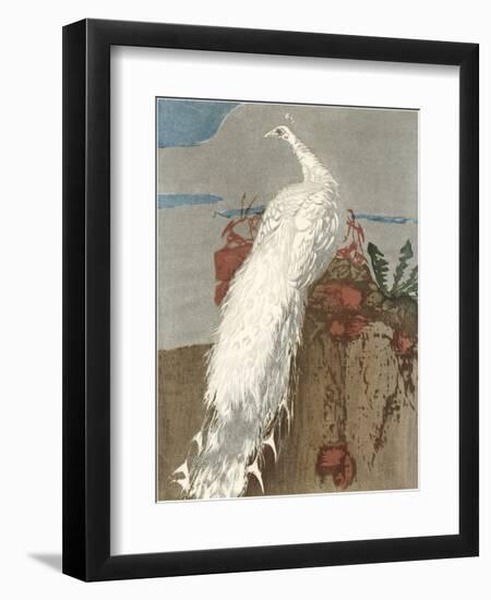 White Peacock-null-Framed Art Print