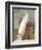 White Peacock-null-Framed Art Print