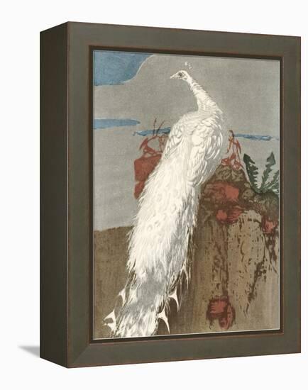 White Peacock-null-Framed Stretched Canvas