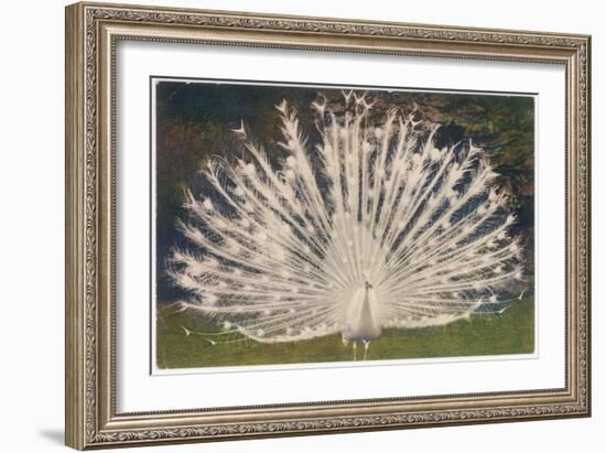 White Peacock-null-Framed Art Print