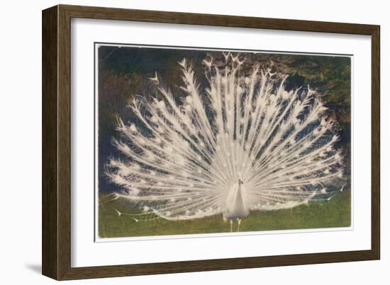 White Peacock-null-Framed Art Print