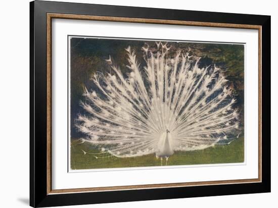 White Peacock-null-Framed Art Print