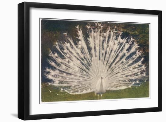 White Peacock-null-Framed Art Print