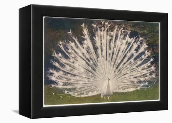 White Peacock-null-Framed Stretched Canvas