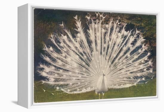White Peacock-null-Framed Stretched Canvas