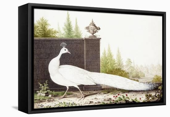 White Peacock-Nicolas Robert-Framed Premier Image Canvas