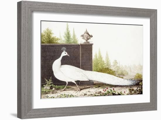 White Peacock-Nicolas Robert-Framed Giclee Print