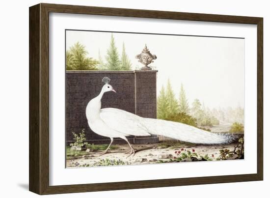 White Peacock-Nicolas Robert-Framed Giclee Print