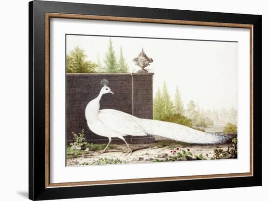 White Peacock-Nicolas Robert-Framed Giclee Print