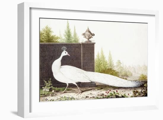 White Peacock-Nicolas Robert-Framed Giclee Print